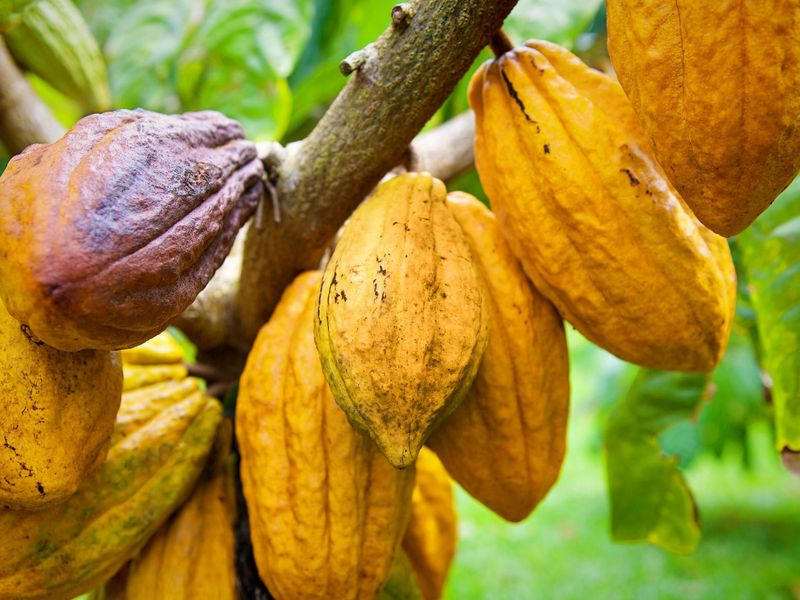 La relance de la culture du cacao en RCA
