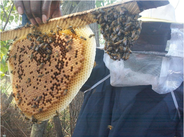 L’apiculture, au centre du magazine agropastoral