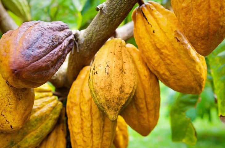 RCA : L'ORCCPA projette de collecter 100 tonnes de cacao en 2018-2019