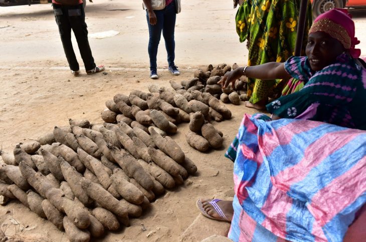 Les méthodes de la culture du moringa et de l'igname