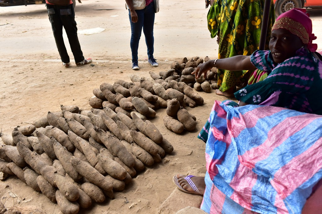 Les méthodes de la culture du moringa et de l’igname