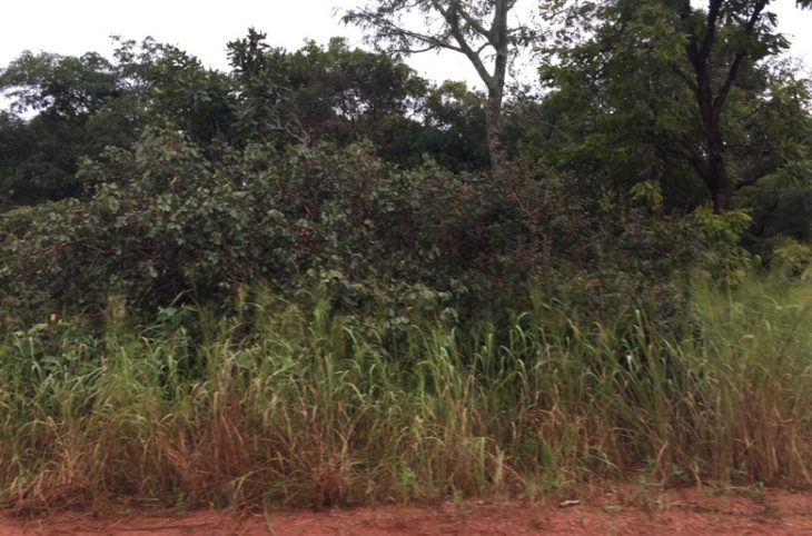 RCA : L'ONG JPEC s'active pour la participation à la COP 25 au Chili