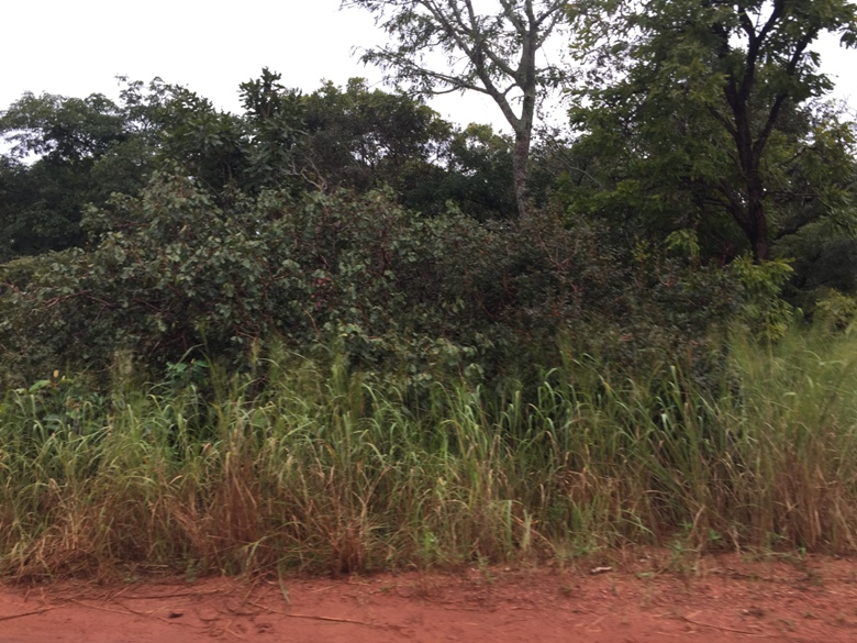 RCA : L’ONG JPEC s’active pour la participation à la COP 25 au Chili