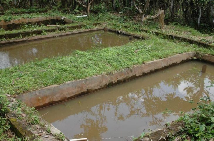 Centrafrique : la pisciculture menacée par les effets du changement climatique