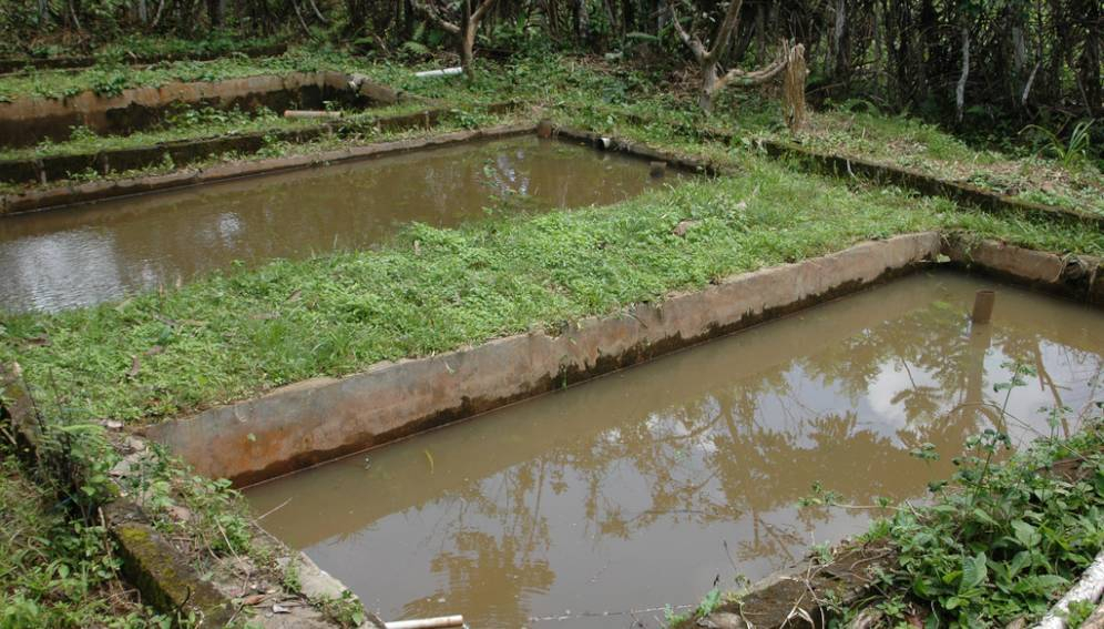 Centrafrique : la pisciculture menacée par les effets du changement climatique