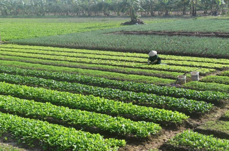 Les maraîchers de Bimbo et Bégoua visés par une campagne d’information et de sensibilisation