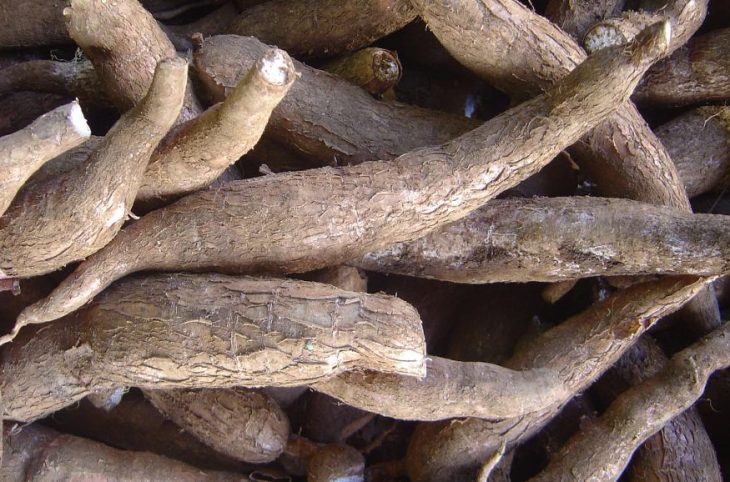RCA : L'Université de Bangui entend améliorer la production du manioc pour renforcer la sécurité alimentaire