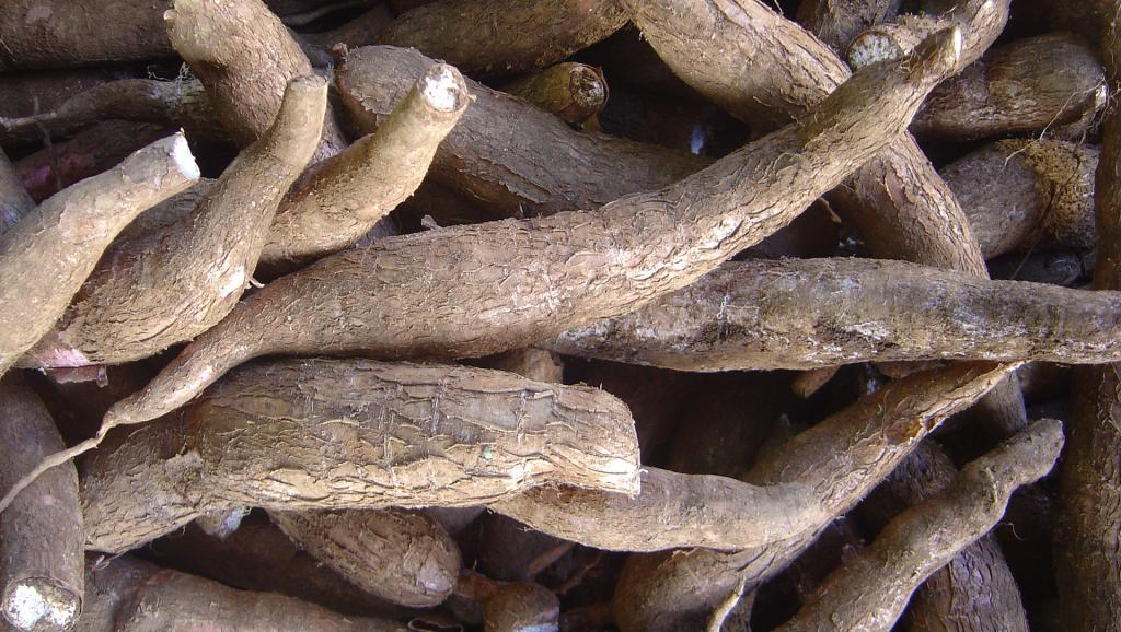 RCA : L’Université de Bangui entend améliorer la production du manioc pour renforcer la sécurité alimentaire