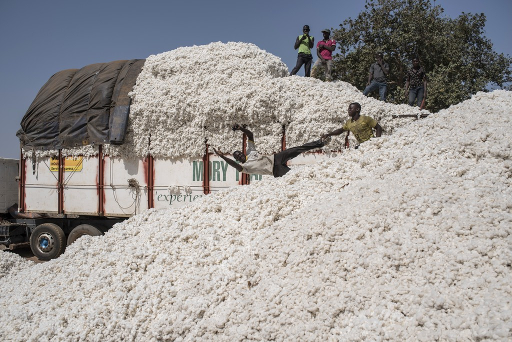 RCA : 42 millions F Cfa versés aux producteurs de coton de la Kémo