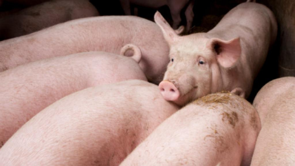 La peste porcine africaine présente à Mala et Bozoum