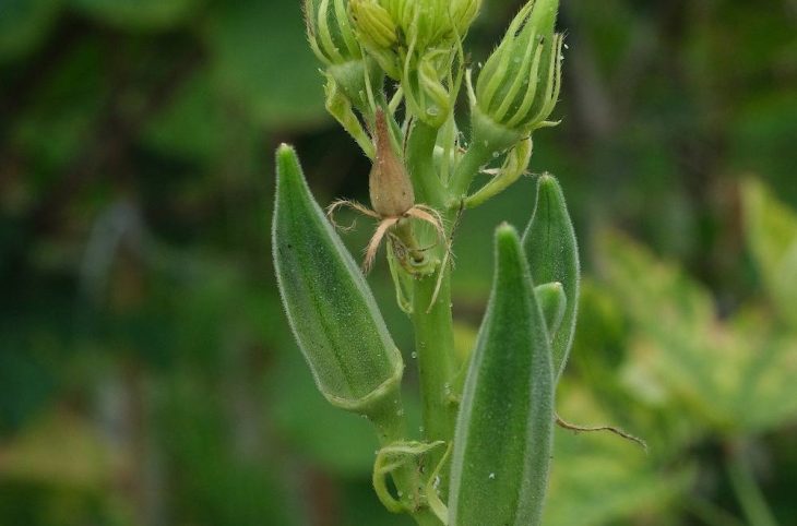 La culture du gombo au centre du Magazine agropastoral