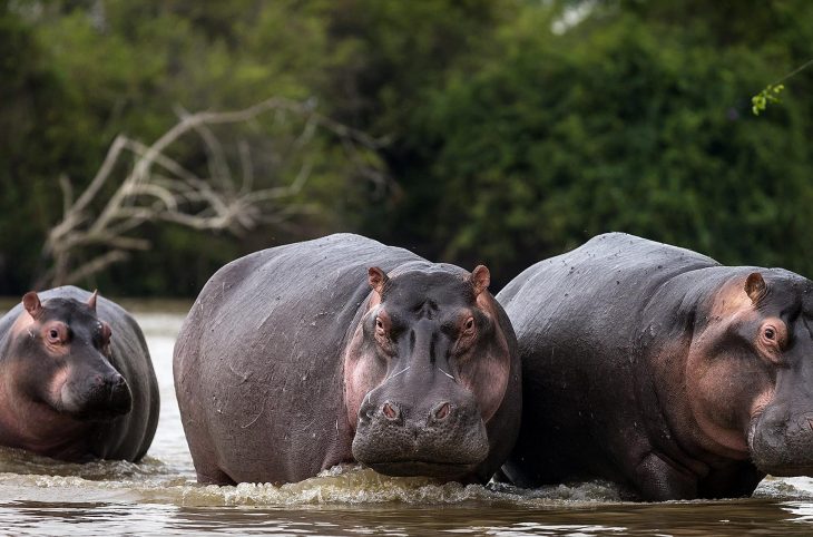 Centrafrique : le surpeuplement des hippopotames inquiète à Mobaye dans la Basse-Kotto
