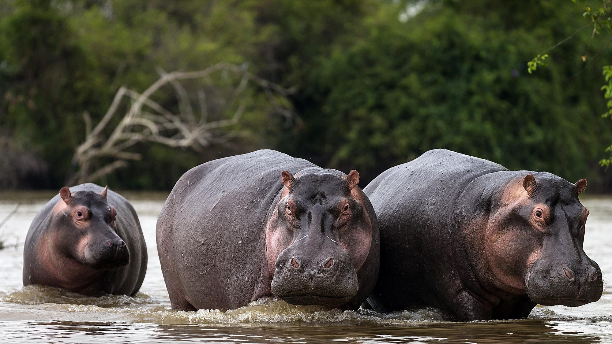 Centrafrique : le surpeuplement des hippopotames inquiète à Mobaye dans la Basse-Kotto