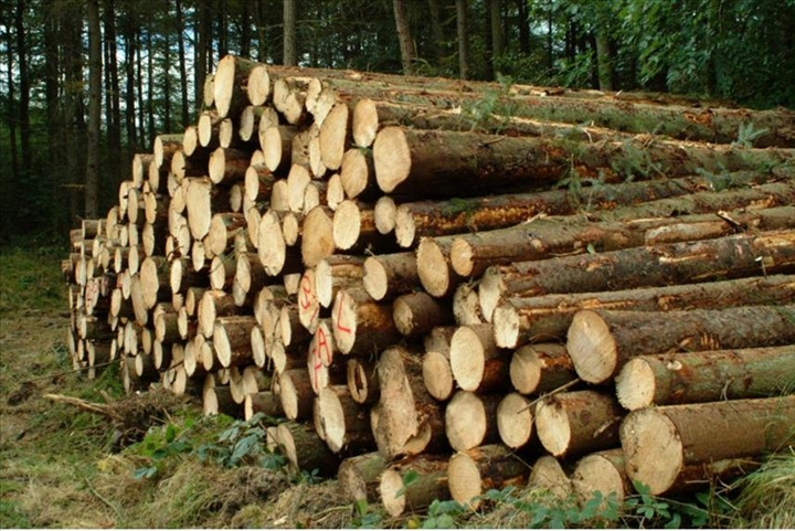 La réglementation de l’exploitation artisanale de bois dans l’Ombella-M’Poko et la Lobaye