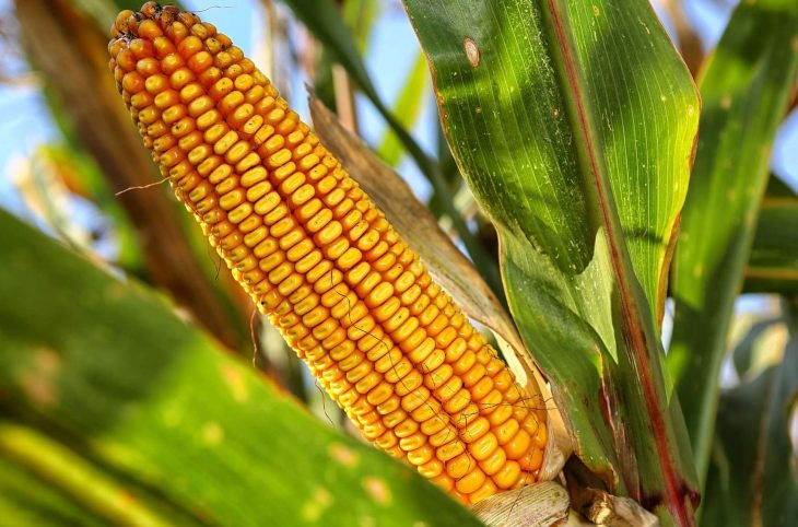 La culture du maïs au cœur du Magazine agropastoral