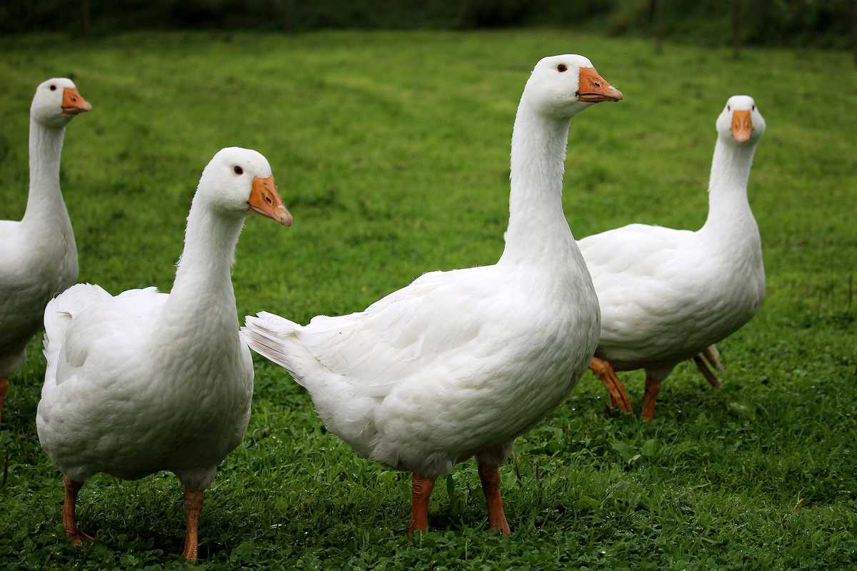 L’élevage des oies, une activité très peu développée en RCA