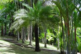 La Centrapalm au seuil du naufrage, le personnel aux abois !