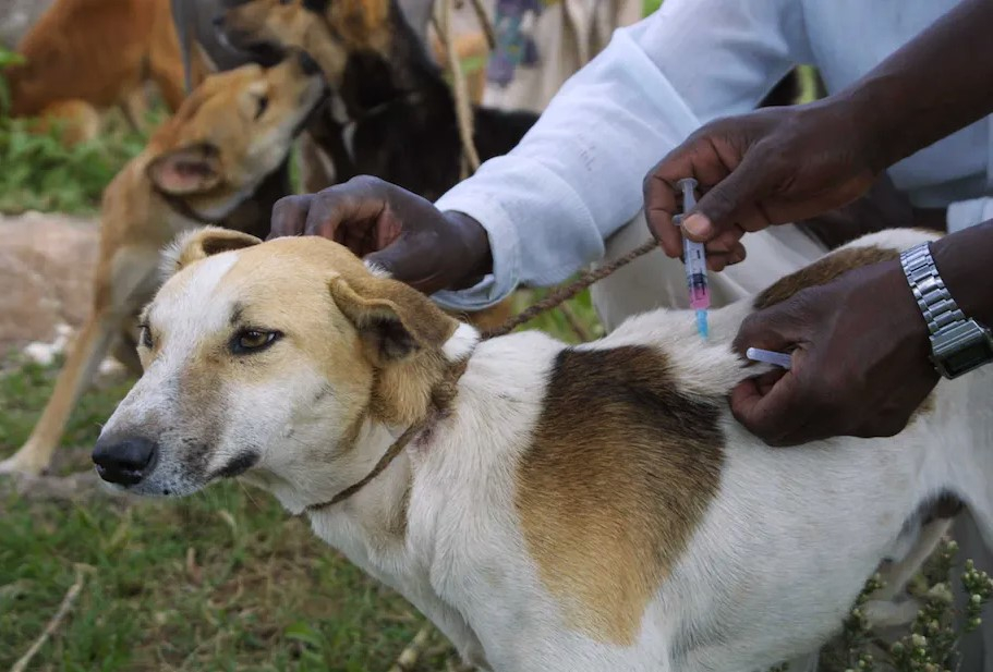 Centrafrique : campagne de riposte contre la rage canine à Bocaranga