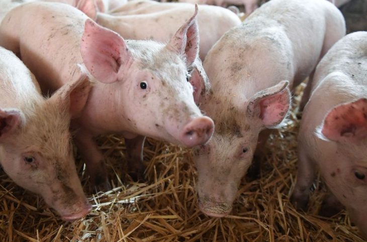 L'élevage du porc facteur de résilience