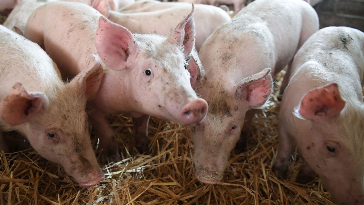 L’élevage du porc facteur de résilience
