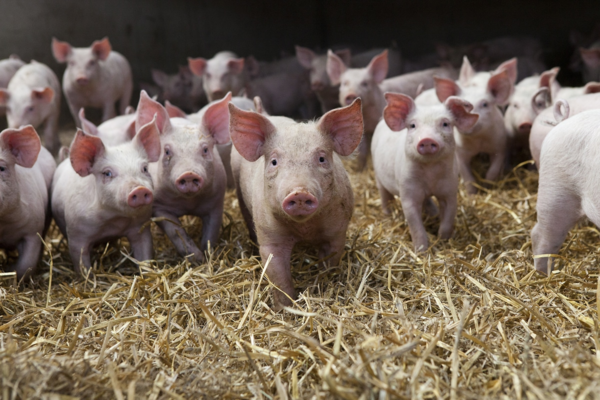 L’élevage porcin au menu du Magazine agropastoral