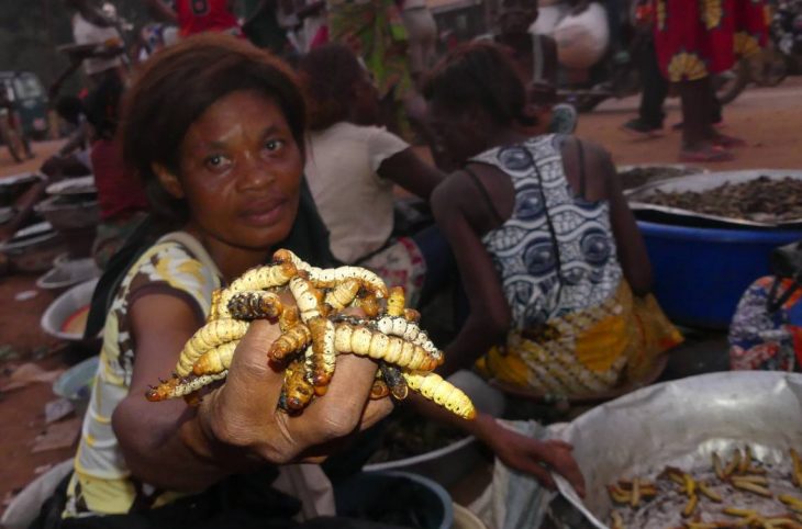 Centrafrique : l’apparition des chenilles soulage certains ménages