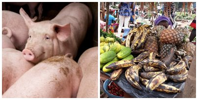 La culture de l’ananas et l’élevage des porcs, deux activités financièrement rentables