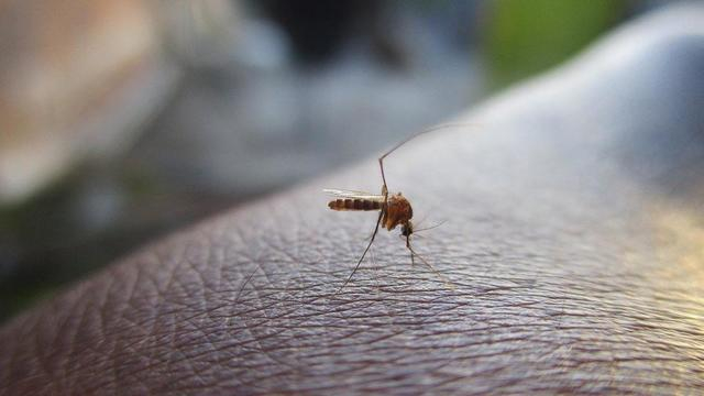 L’épidémie de palu-anémique particulièrement virulente cette année