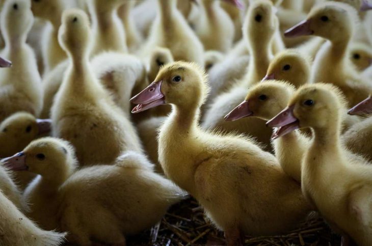 L'élevage des canards au centre du Magazine agropastoral