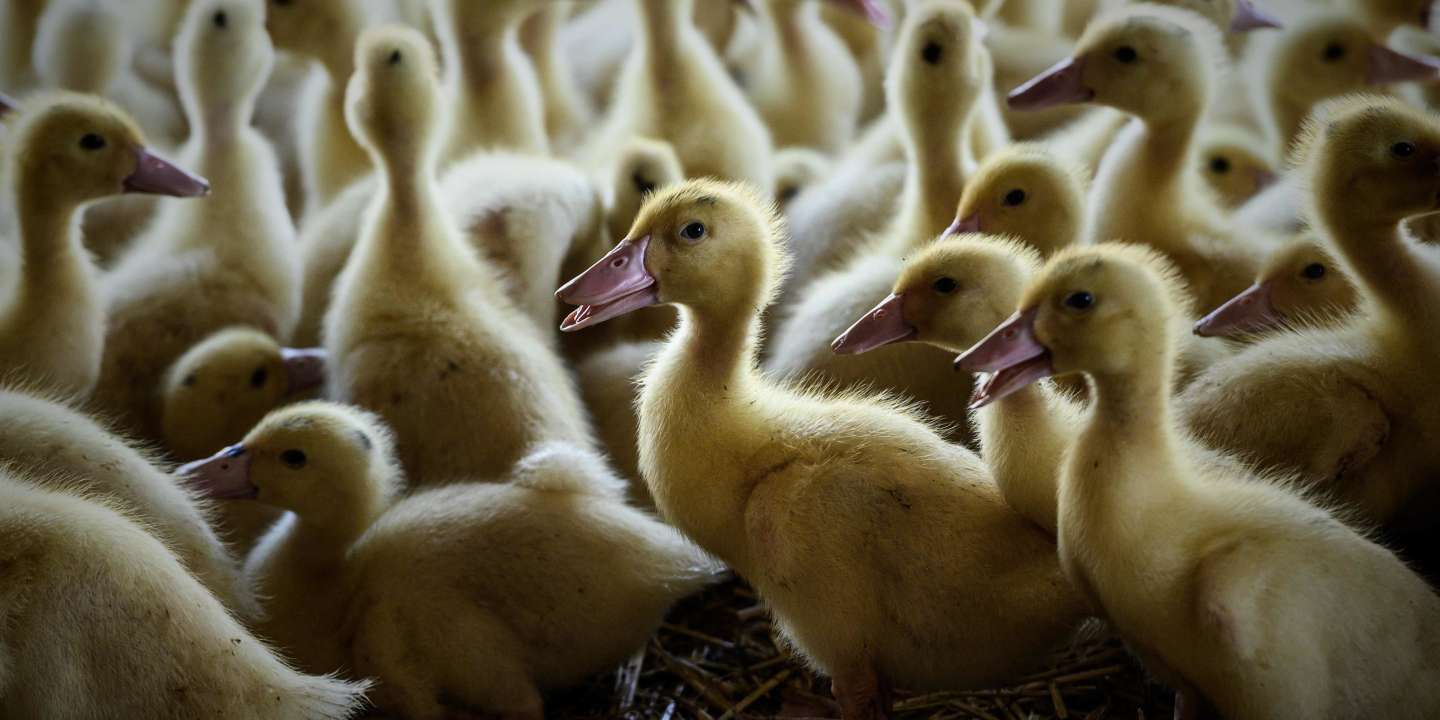 L’élevage des canards au centre du Magazine agropastoral