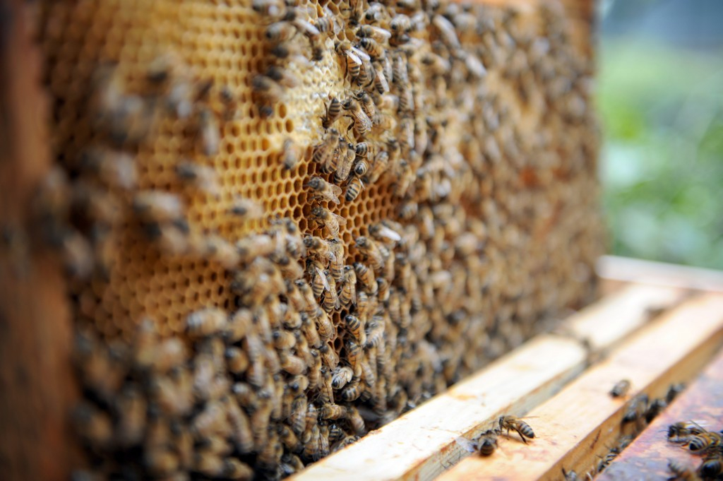 L’élevage des abeilles ou l’apiculture