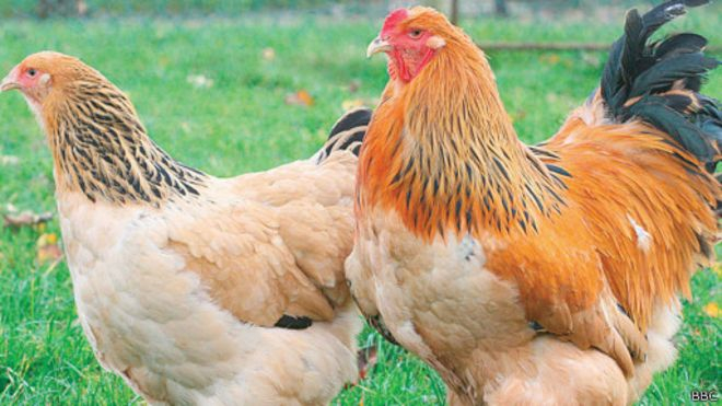 L’aviculture un facteur de resilience des groupements agropastoraux