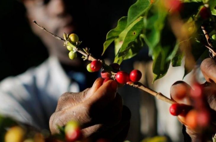 Centrafrique : les caféiculteurs de Mobaye s’inquiètent de la baisse du prix de leurs produits sur le marché local