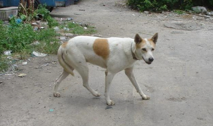 Kemo : Des chiens enragés sement la terreur à Sibut