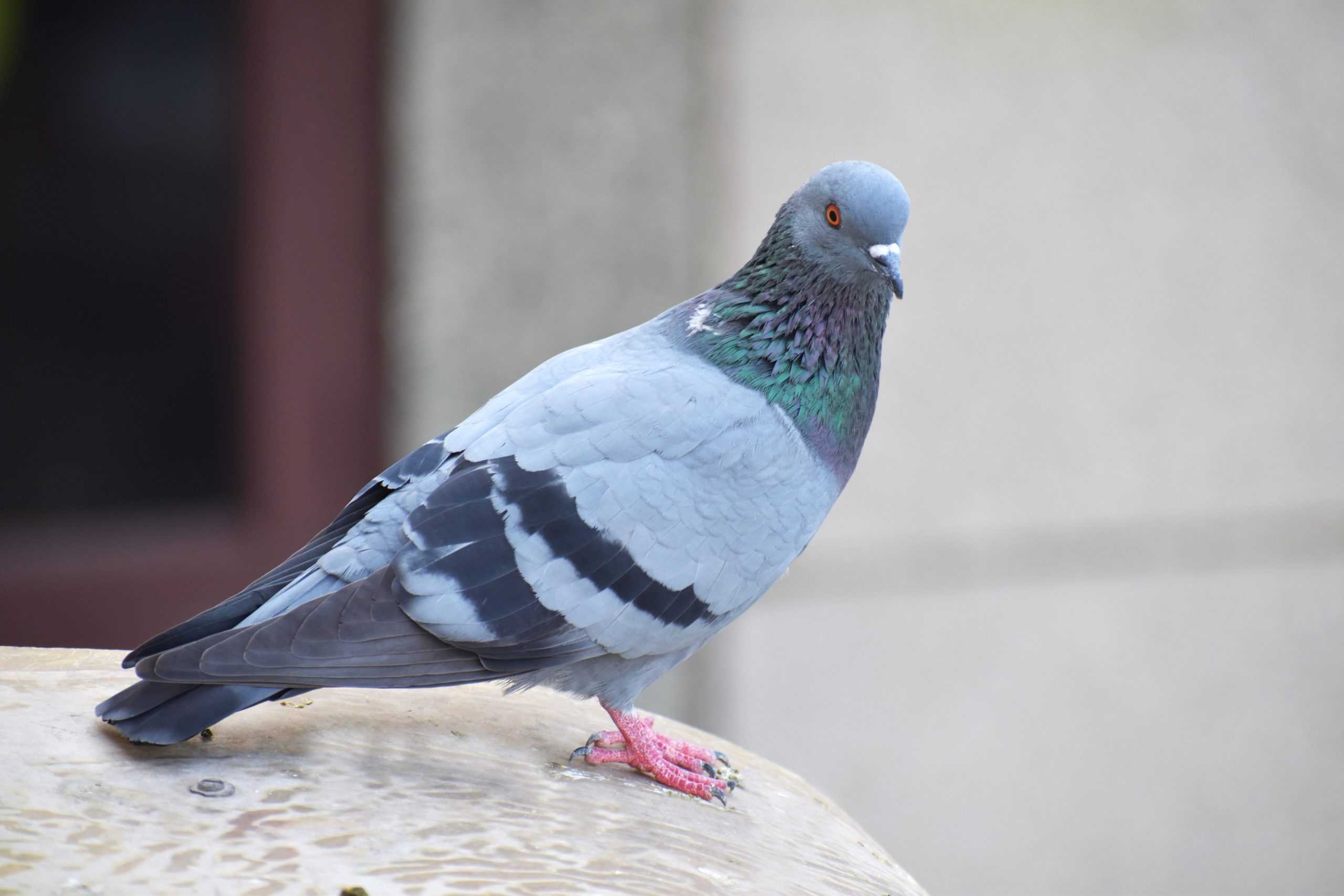 La culture de pigeon au menu du Mag-agropastoral