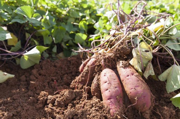 La culture de la patate douce, au menu du magazine agro-pastoral