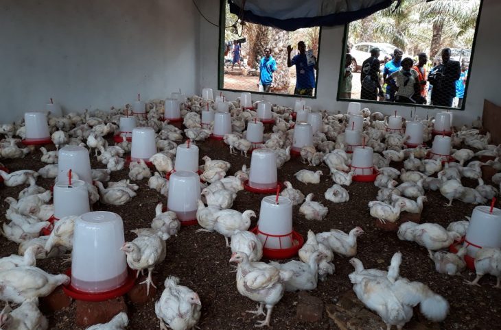 Bangui : Un projet agropastoral pour consolider la résilience après la crise