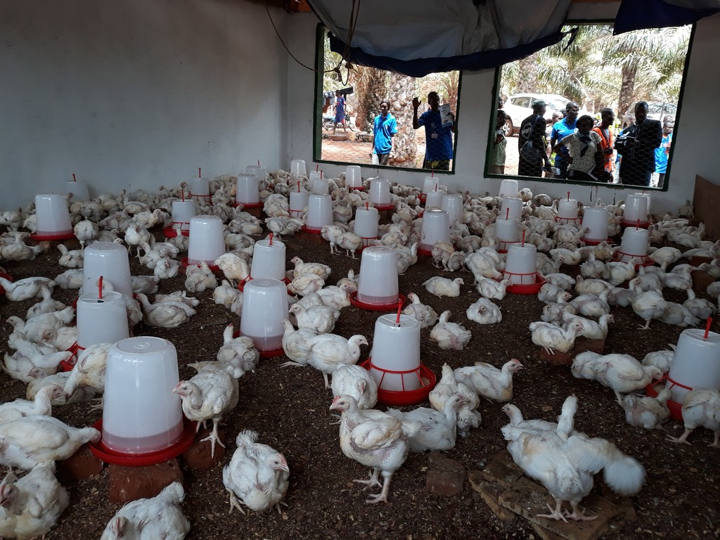 Bangui : Un projet agropastoral pour consolider la résilience après la crise