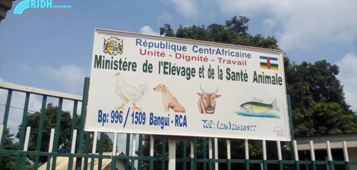 Centrafrique : le ministère de l’élevage projette de vacciner plus de 200 mille animaux en 2023