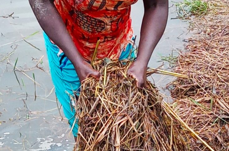 Centrafrique : plus de 20 hectares de champs inondés dans le secteur Sakaï dans la commune de Bimbo 3