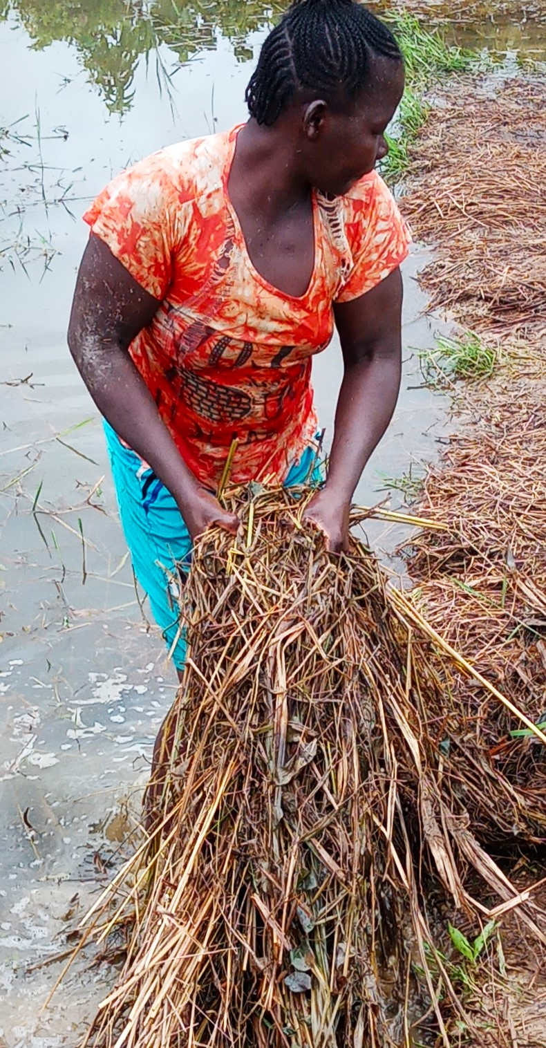 Centrafrique : plus de 20 hectares de champs inondés dans le secteur Sakaï dans la commune de Bimbo 3