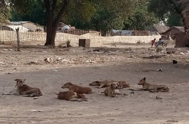 Centrafrique : l’effectif croissant de chiens errants inquiète les habitants de Birao