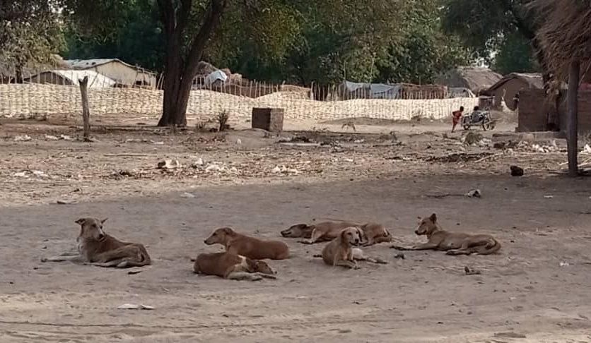 Centrafrique : l’effectif croissant de chiens errants inquiète les habitants de Birao