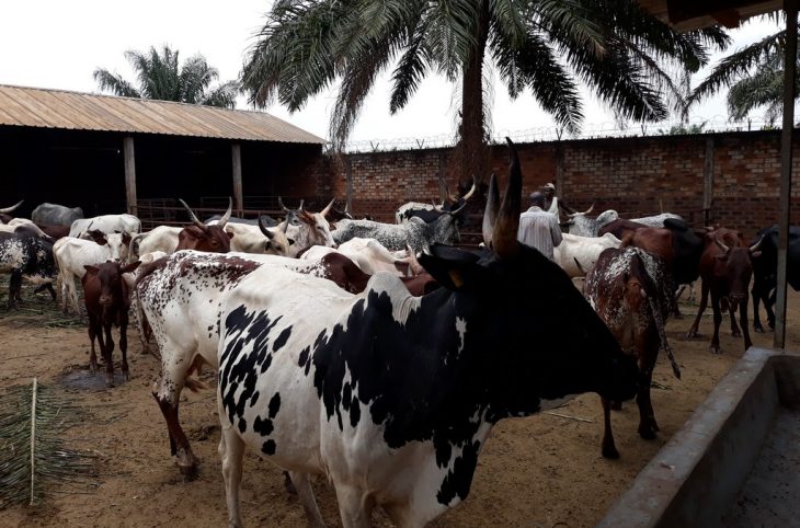 Le CICR vaccine boeufs, chèvres et moutons contre la pneumonie contagieuse et la peste