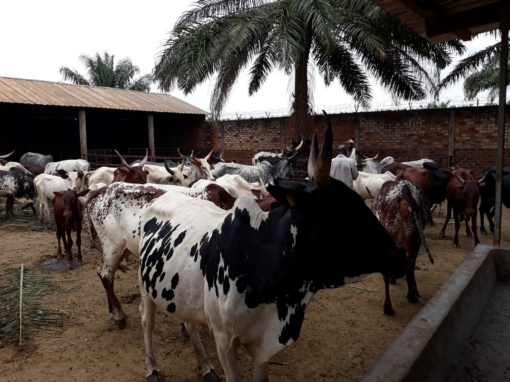 Le CICR vaccine boeufs, chèvres et moutons contre la pneumonie contagieuse et la peste