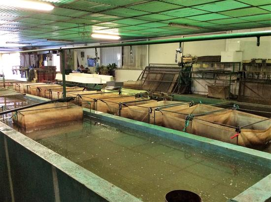 L'éclosion, l'élevage moderne des poissons en expérimentation à Bangui