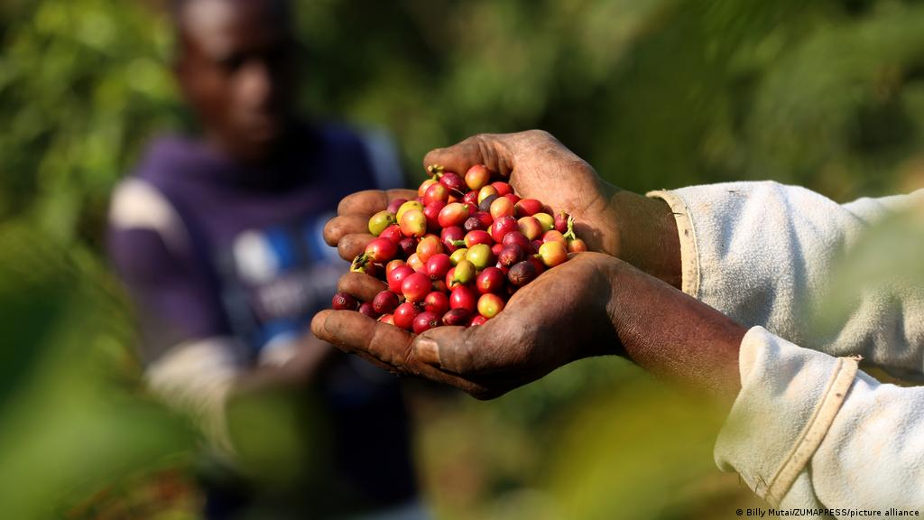Que dire de la culture du café en République centrafricaine ?