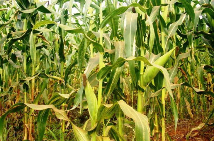 La culture du maïs au centre du magazine Agro-pastoral
