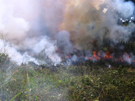 Panoplie de dégâts causés par les feux de brousse en Centrafrique