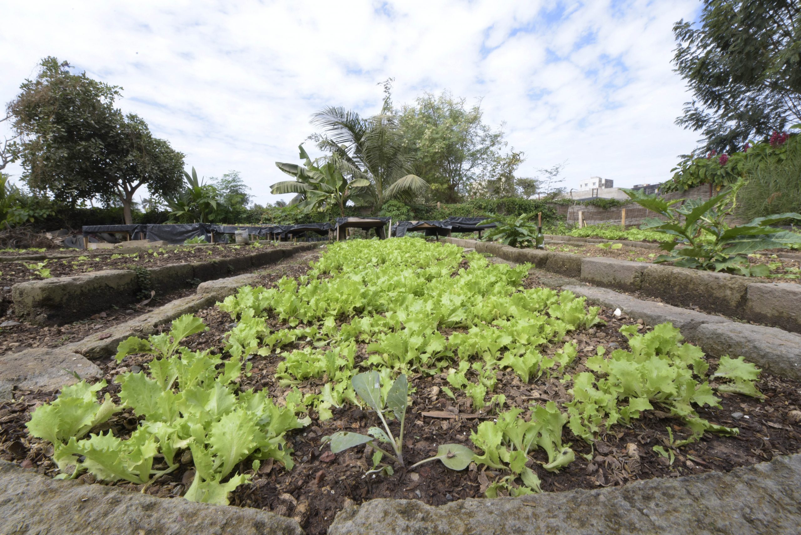 La culture de choux au groupement Boro Yassinou